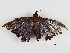  ( - CBG-A07083-D02)  @11 [ ] CreativeCommons - Attribution Share - Alike (2023) CBG Photography Group Centre for Biodiversity Genomics