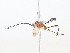  (cryptJanzen01 Malaise1188 - CBG-A08744-D10)  @11 [ ] CreativeCommons - Attribution Share - Alike (2023) CBG Photography Group Centre for Biodiversity Genomics