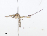  (Trichoprosopon digitatum - CBG-A08744-F11)  @11 [ ] CreativeCommons - Attribution Share - Alike (2023) CBG Photography Group Centre for Biodiversity Genomics