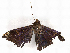  ( - CBG-A08744-H06)  @11 [ ] CreativeCommons - Attribution Share - Alike (2023) CBG Photography Group Centre for Biodiversity Genomics