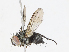  (Vibrissina Malaise3294 - CBG-A08745-D06)  @11 [ ] CreativeCommons - Attribution Share - Alike (2023) CBG Photography Group Centre for Biodiversity Genomics