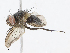  (Lixophaga Malaise4255 - CBG-A08745-D08)  @11 [ ] CreativeCommons - Attribution Share - Alike (2023) CBG Photography Group Centre for Biodiversity Genomics