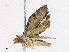  ( - CBG-A08745-G04)  @11 [ ] CreativeCommons - Attribution Share - Alike (2023) CBG Photography Group Centre for Biodiversity Genomics