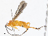  (Zelomorpha Malaise3550 - CBG-A08782-A04)  @11 [ ] CreativeCommons - Attribution Share - Alike (2023) CBG Photography Group Centre for Biodiversity Genomics