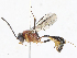  ( - CBG-A08782-A06)  @11 [ ] CreativeCommons - Attribution Share - Alike (2023) CBG Photography Group Centre for Biodiversity Genomics