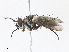  (Neomintho Malaise9812 - CBG-A08782-B09)  @11 [ ] CreativeCommons - Attribution Share - Alike (2023) CBG Photography Group Centre for Biodiversity Genomics