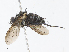  (Lixophaga Malaise0750 - CBG-A08782-B12)  @11 [ ] CreativeCommons - Attribution Share - Alike (2023) CBG Photography Group Centre for Biodiversity Genomics
