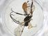  (Olesicampe Malaise0650 - CBG-A10319-H02)  @11 [ ] CreativeCommons - Attribution Share - Alike (2023) Centre for Biodiversity Genomics Centre for Biodiversity Genomics