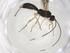  (Heterospilus Malaise8175 - CBG-A10360-A07)  @11 [ ] CreativeCommons - Attribution Share - Alike (2023) Centre for Biodiversity Genomics Centre for Biodiversity Genomics