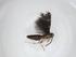  (malaiseGraci01 Malaise9186 - CBG-A11352-H10)  @11 [ ] CreativeCommons - Attribution Share - Alike (2023) Centre for Biodiversity Genomics Centre for Biodiversity Genomics
