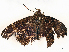  ( - CBG-A04527-D07)  @11 [ ] CreativeCommons - Attribution Share - Alike (2023) CBG Photography Group Centre for Biodiversity Genomics