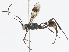  ( - CBG-A04528-C03)  @11 [ ] CreativeCommons - Attribution Share - Alike (2023) CBG Photography Group Centre for Biodiversity Genomics