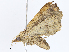  ( - CBG-A04529-B04)  @11 [ ] CreativeCommons - Attribution Share - Alike (2023) CBG Photography Group Centre for Biodiversity Genomics