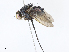  ( - CBG-A04529-C11)  @11 [ ] CreativeCommons - Attribution Share - Alike (2023) CBG Photography Group Centre for Biodiversity Genomics