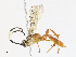  (ichneuMalaise01 Malaise2493 - CBG-A13220-A03)  @11 [ ] CreativeCommons - Attribution Share - Alike (2023) CBG Photography Group Centre for Biodiversity Genomics