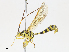  ( - CBG-A13221-F06)  @11 [ ] CreativeCommons - Attribution Share - Alike (2023) CBG Photography Group Centre for Biodiversity Genomics