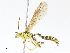  ( - CBG-A13221-G11)  @11 [ ] CreativeCommons - Attribution Share - Alike (2023) CBG Photography Group Centre for Biodiversity Genomics