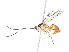  (crypMalaise01 malaise2318 - CBG-A13223-H10)  @11 [ ] CreativeCommons - Attribution Share - Alike (2023) CBG Photography Group Centre for Biodiversity Genomics