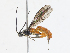  (Exochus ravetus - CBG-A13321-B01)  @11 [ ] CreativeCommons - Attribution Share - Alike (2023) CBG Photography Group Centre for Biodiversity Genomics