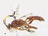  (Barichneumon Malaise1969 - CBG-A13321-B03)  @11 [ ] CreativeCommons - Attribution Share - Alike (2023) CBG Photography Group Centre for Biodiversity Genomics