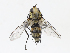  (Oswaldia Janzen5418 - CBG-A13322-A10)  @11 [ ] CreativeCommons - Attribution Share - Alike (2023) CBG Photography Group Centre for Biodiversity Genomics