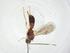 (Heterospilus Malaise0356 - CBG-A13510-G12)  @11 [ ] CreativeCommons - Attribution Share - Alike (2023) Centre for Biodiversity Genomics Centre for Biodiversity Genomics