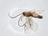  (Orthocentrus Malaise3889 - CBG-A14301-F06)  @11 [ ] CreativeCommons - Attribution Share - Alike (2023) Centre for Biodiversity Genomics Centre for Biodiversity Genomics
