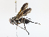  ( - CBG-A14965-G02)  @11 [ ] CreativeCommons - Attribution Share - Alike (2023) CBG Photography Group Centre for Biodiversity Genomics