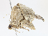  ( - CBG-A14965-G06)  @11 [ ] CreativeCommons - Attribution Share - Alike (2023) CBG Photography Group Centre for Biodiversity Genomics