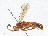  (Barichneumon Malaise8071 - CBG-A04569-B12)  @11 [ ] CreativeCommons - Attribution (2023) CBG Photography Group Centre for Biodiversity Genomics