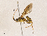  (Setanta Malaise7965 - CBG-A04585-A07)  @11 [ ] CreativeCommons - Attribution (2023) CBG Photography Group Centre for Biodiversity Genomics