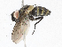  ( - CBG-A05412-F10)  @11 [ ] CreativeCommons - Attribution (2023) CBG Photography Group Centre for Biodiversity Genomics