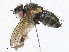  ( - CBG-A05438-A06)  @11 [ ] CreativeCommons - Attribution (2023) CBG Photography Group Centre for Biodiversity Genomics