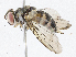  (Anisia Malaise7580 - CBG-A05438-A07)  @11 [ ] CreativeCommons - Attribution (2023) CBG Photography Group Centre for Biodiversity Genomics
