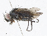  (Borgmeiermyia Malaise9537 - CBG-A05438-E09)  @11 [ ] CreativeCommons - Attribution (2023) CBG Photography Group Centre for Biodiversity Genomics