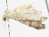  ( - CBG-A05439-A08)  @11 [ ] CreativeCommons - Attribution (2023) CBG Photography Group Centre for Biodiversity Genomics
