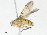  ( - CBG-A05439-F09)  @11 [ ] CreativeCommons - Attribution (2023) CBG Photography Group Centre for Biodiversity Genomics