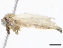  ( - CBG-A06217-B01)  @11 [ ] CreativeCommons - Attribution (2023) CBG Photography Group Centre for Biodiversity Genomics