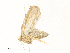  ( - CBG-A31840-B02)  @11 [ ] CreativeCommons - Attribution Share - Alike (2024) CBG Photography Group Centre for Biodiversity Genomics