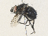  ( - CBG-A33507-G04)  @11 [ ] CreativeCommons - Attribution Share - Alike (2024) CBG Photography Group Centre for Biodiversity Genomics