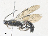  (Triclistus Malaise1540 - CBG-A34311-D10)  @11 [ ] CreativeCommons - Attribution Share - Alike (2024) CBG Photography Group Centre for Biodiversity Genomics
