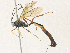  (Diadegma SL-04 - CBG-A36737-B06)  @11 [ ] CreativeCommons - Attribution Share - Alike (2024) CBG Photography Group Centre for Biodiversity Genomics