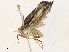  ( - CBG-A36738-B02)  @11 [ ] CreativeCommons - Attribution Share - Alike (2024) CBG Photography Group Centre for Biodiversity Genomics