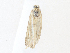  ( - CBG-A36738-D11)  @11 [ ] CreativeCommons - Attribution Share - Alike (2024) CBG Photography Group Centre for Biodiversity Genomics