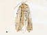  (chryMalaise01 Malaise4693 - CBG-A36738-E01)  @11 [ ] CreativeCommons - Attribution Share - Alike (2024) CBG Photography Group Centre for Biodiversity Genomics