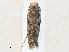  ( - CBG-A36738-E04)  @11 [ ] CreativeCommons - Attribution Share - Alike (2024) CBG Photography Group Centre for Biodiversity Genomics