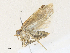  ( - CBG-A36753-A06)  @11 [ ] CreativeCommons - Attribution Share - Alike (2024) CBG Photography Group Centre for Biodiversity Genomics