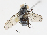  (exorMalaise01 - CBG-A07038-F04)  @11 [ ] CreativeCommons - Attribution Share - Alike (2023) CBG Photography Group Centre for Biodiversity Genomics