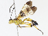  ( - CBG-A07038-F12)  @11 [ ] CreativeCommons - Attribution Share - Alike (2023) CBG Photography Group Centre for Biodiversity Genomics