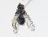  (Anisia Janzen3793 - CBG-A07039-D02)  @11 [ ] CreativeCommons - Attribution Share - Alike (2023) CBG Photography Group Centre for Biodiversity Genomics